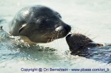 Galapagos , Equador , 2001