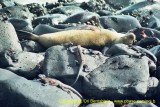 Galapagos , Equador , 2001