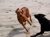 Avila Dog Beach 4-21