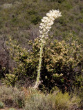 Yucca in bloom (they die after blooming)