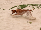 Kicking up sand!