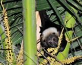 Ptropus Tonganus, Mana Island, Fiji