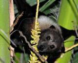 Ptropus Tonganus, Mana Island, Fiji