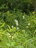 Platanthera blephariglottis in the Quogue bog