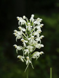 Platanthera blephariglottis - note lip curving downward