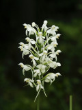 Platanthera blephariglottis - note lip curving downward