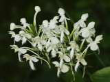 Platanthera blephariglottis - two, adjoining racemes