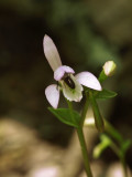 Triphora trianthophora and Halictid bee doing its thing