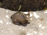 Mouse 4 - view 1