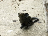 Mouse 7 - view 2