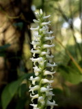 Spiranthes odorata - quite fragrant even from a distance