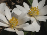 Bloodroot 6