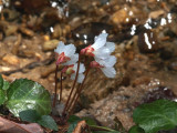 Oconee Bells 1