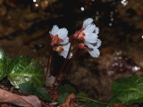 Oconee Bells 2