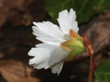 Oconee Bells 3