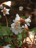 Oconee Bells 6