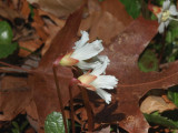 Oconee Bells 8