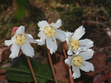 Oconee Bells 9