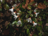 Oconee Bells 10