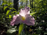Trillium grandiflorum lit from behind
