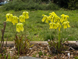 Sarracenia flava var. flava - first Sarracenia to bloom this year