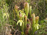 Sarracenia minor