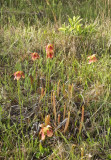 Sarracenia Xrehderi