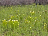 Sarracenia flava - mixed varieties