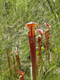 Sarracenia flava var. atropurpurea