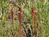 Sarracenia flava var. atropurpurea - early pitchers whose color will deepen over time