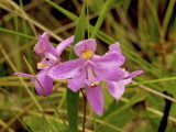 Calopogon barbatus -- note beads of dew on the petals