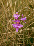 Calopogon barbatus