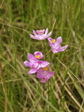 Calopogon barbatus