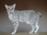 Lavendersilverspotted - OCI cs 24