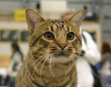 Morritz, he was BIV-T at saturday meaning he was the best tawnyspotted ocicat at the show