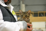 Yeah, thats right..Im as good as a bengalcat!