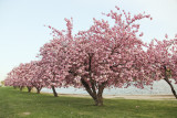 156, Cherry Blossoms, Mamaroneck