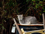 Cat on a Can