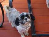 Dog on a Deck