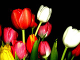 Tulips