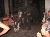 The Temple elephant is ....
