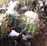 Snow and cactus