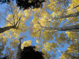 Autumnal aspen, Ouray Colorado