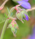 Purple Buds