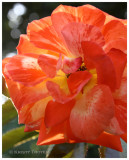 Backlighting on a Citrus Rose