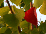 Red leaf