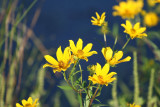 Wildflowers by the marsh