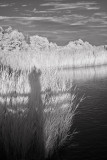Shadow in the Reeds