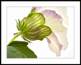 Annies garden hibiscus