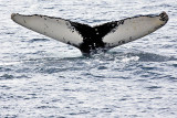 Humpback Whale Diving